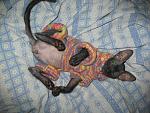     
: IMG_6273.jpg
: 32
:	219.3 
ID:	556023