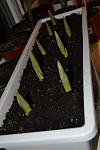     
: _DSC1119.jpg
: 27
:	58.4 
ID:	5565359
