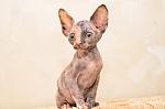     
: кош1.jpg
: 18
:	58.7 
ID:	5565693