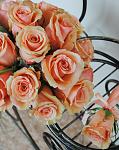     
: DSC_0003.jpg
: 37
:	99.6 
ID:	5567890
