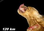     
: 1314356017_dog__10.jpg
: 6
:	26.5 
ID:	5570497