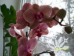     
: 101_0890.jpg
: 7
:	161.8 
ID:	5573648