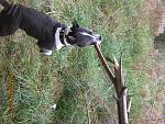     
: IMG_1515.jpg
: 46
:	305.1 
ID:	557859