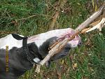     
: IMG_1518.jpg
: 42
:	204.4 
ID:	557865
