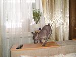     
: DSC02122.jpg
: 9
:	152.0 
ID:	5589340