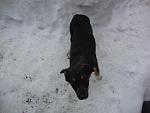     
: DSC01368.jpg
: 10
:	68.5 
ID:	5596977