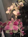     
: Фото-0018.jpg
: 2
:	70.9 
ID:	5597370