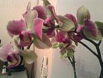     
: Фото-0008.jpg
: 3
:	102.0 
ID:	5597373