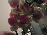     
: Фото-0020.jpg
: 4
:	88.7 
ID:	5597374