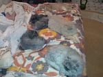     
: 23122012514.jpg
: 8
:	144.5 
ID:	5603234