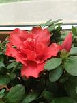     
: ImageUploadedByTapatalk1359950795.288885.jpg
: 13
:	17.3 
ID:	5625088