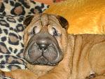     
: DSC00873.jpg
: 10
:	208.0 
ID:	5637510