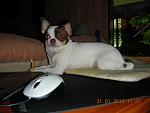     
: DSCN5240.jpg
: 7
:	95.7 
ID:	5639386