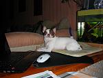     
: DSCN5239.jpg
: 7
:	117.2 
ID:	5639389