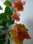     
: P1010464.jpg
: 2
:	79.9 
ID:	5643380