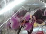     
: 2013-02-07 11.01.13.jpg
: 16
:	97.2 
ID:	5646328
