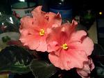     
: Фото3688.jpg
: 7
:	121.3 
ID:	5661903