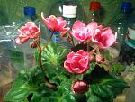    
: Фото3697.jpg
: 7
:	155.9 
ID:	5661976