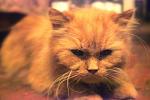    
: IMG_4051.jpg
: 3
:	119.7 
ID:	5663300