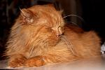     
: IMG_4085.jpg
: 3
:	110.5 
ID:	5663304