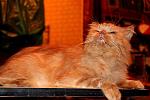     
: IMG_4072.jpg
: 5
:	130.7 
ID:	5663310