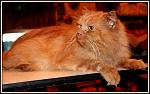     
: IMG_4073.jpg
: 4
:	115.2 
ID:	5663314