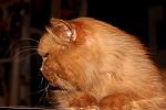     
: IMG_4082.jpg
: 6
:	93.5 
ID:	5663369