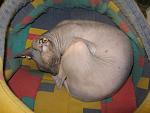     
: IMG_4184.jpg
: 4
:	133.2 
ID:	5665118