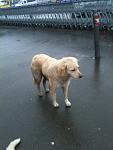     
: IMG_1378.jpg
: 9
:	70.3 
ID:	5667873