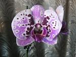     
: IMG_2389.jpg
: 22
:	100.3 
ID:	5672088