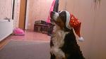     
: 25122012544.jpg
: 6
:	71.8 
ID:	5681679