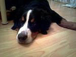     
: 2013-02-11-0242.jpg
: 6
:	124.1 
ID:	5681681