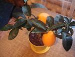     
: DSC02713.jpg
: 7
:	136.7 
ID:	5696405
