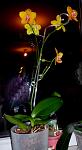     
: 15151515151GEDC2163.jpg
: 12
:	57.5 
ID:	5701731