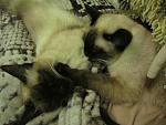     
: IMG_0699.jpg
: 2
:	115.2 
ID:	5714956