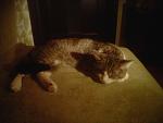     
: IMG_20130218_221154.jpg
: 10
:	155.7 
ID:	5725407
