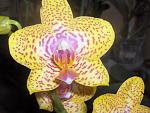     
: HPIM3674.jpg
: 8
:	142.5 
ID:	5729560