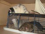     
: IMG_7850.JPG
: 9
:	167.5 
ID:	5733067