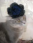     
: P2200010.jpg
: 3
:	100.8 
ID:	5734856
