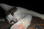     
: SAM_2314.jpg
: 5
:	86.1 
ID:	5739617