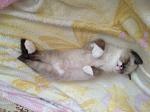     
: image.jpg
: 3
:	108.1 
ID:	5745736