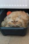     
: attachment.jpg
: 12
:	62.1 
ID:	5748370