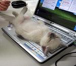     
: kitten_on_laptop-13063.jpg
: 4
:	102.7 
ID:	5748842
