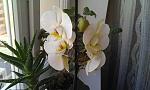     
: IMAG1377.jpg
: 4
:	103.4 
ID:	5762950