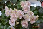     
: Rob's Antique Rose2.JPG
: 3
:	107.5 
ID:	5770580