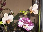     
: HPIM3685.jpg
: 4
:	137.3 
ID:	5770609