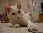     
: CIMG0187.jpg
: 4
:	79.4 
ID:	5777434