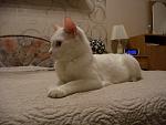    
: CIMG0188.jpg
: 6
:	99.7 
ID:	5777438