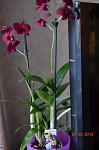     
: DSC_0159.JPG
: 4
:	222.3 
ID:	5778876