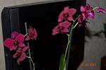     
: DSC_0155.JPG
: 6
:	92.0 
ID:	5778879